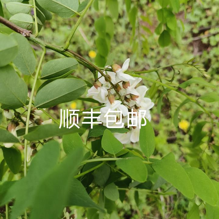 伏牛七峰山洋槐花2斤3斤发货