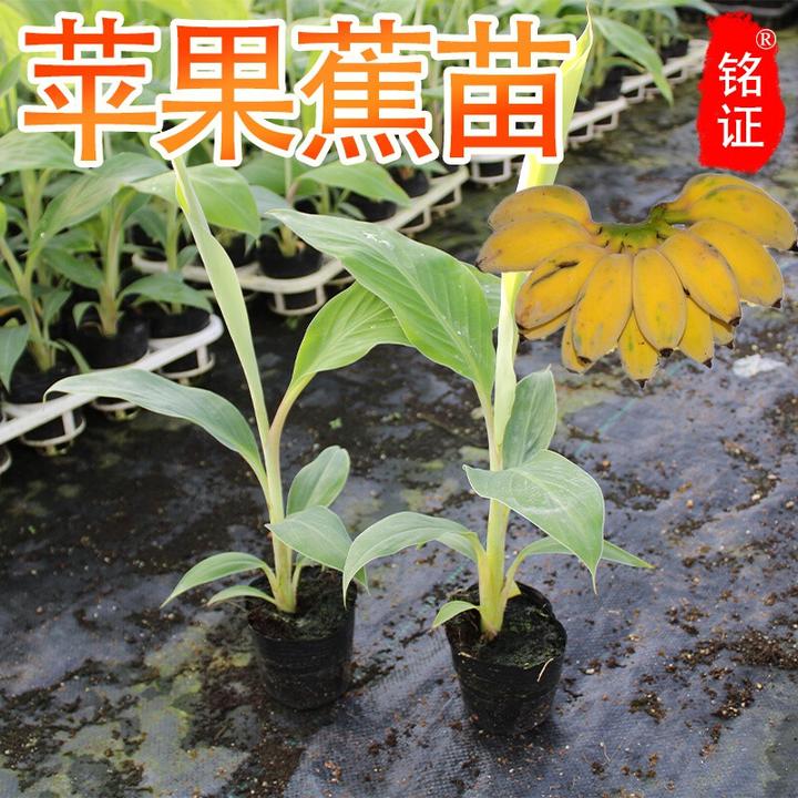 苹果蕉树苗皇帝蕉树苗红香蕉苗安南蕉中蕉小米蕉苗粉蕉苗矮化蕉苗