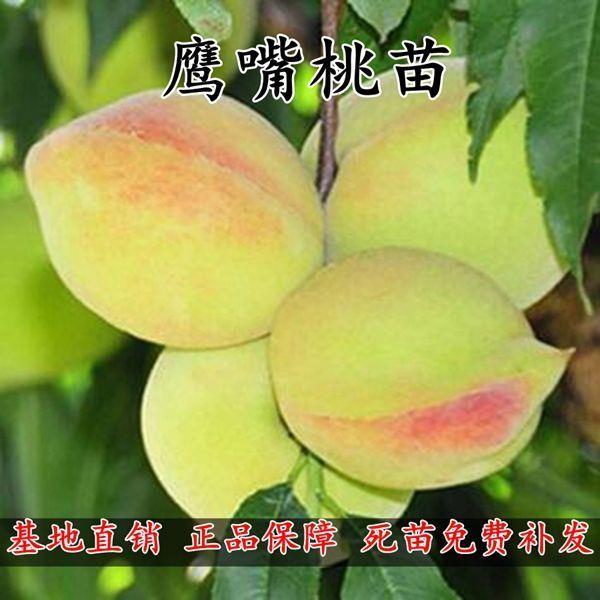 嫁接鹰嘴桃苗当年结果庭院种植果树苗水蜜桃苗三月桃子树黄桃树苖