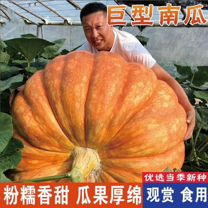 【巨型南瓜种子】特大南瓜种籽太空南瓜庭院瓜果四季蔬菜种子简单种
