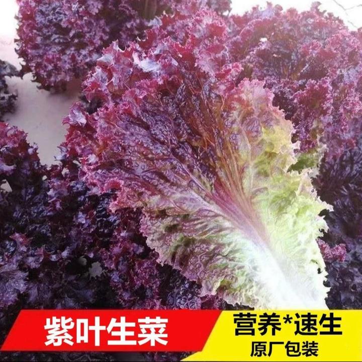 【紫叶生菜种子】四季阳台可种小院香甜可口可涮可拌可炒