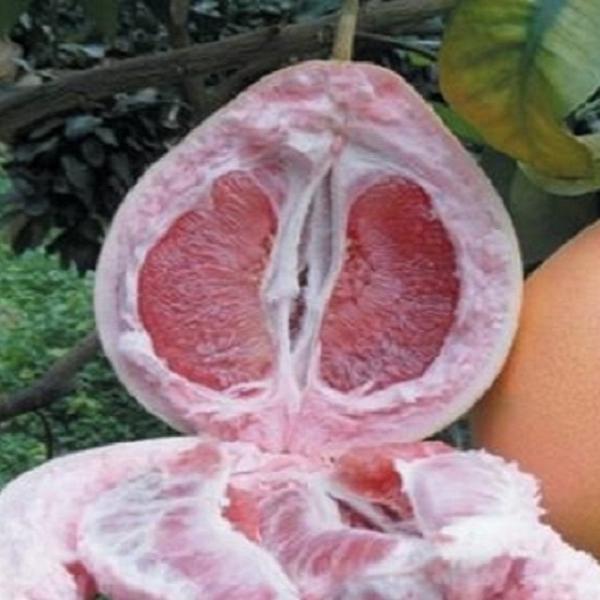 【红心柚】裸根带本土保湿发货庭院盆栽地栽阳台种植嫁接苗基地直发