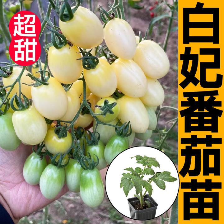 超甜白妃番茄苗秧带土球春秋四季白珍珠瀑布樱桃西红柿圣女果种子