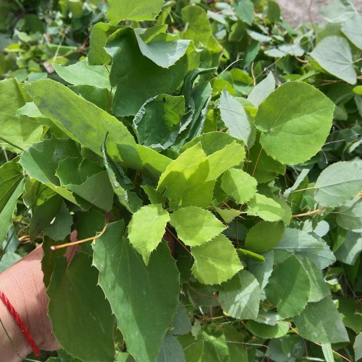 甘肃大山采摘小叶草