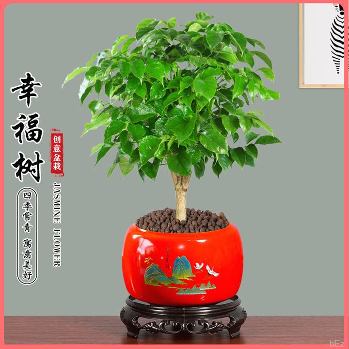 独杆棒棒糖型幸福树老桩室内大型四季常青绿植办公室净化空气植物