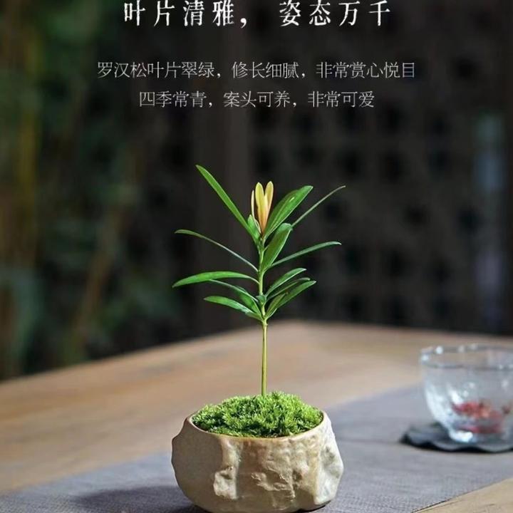 【新店推荐】罗汉松迷你禅意桌面精选小盆栽茶桌书桌盆景好养绿植