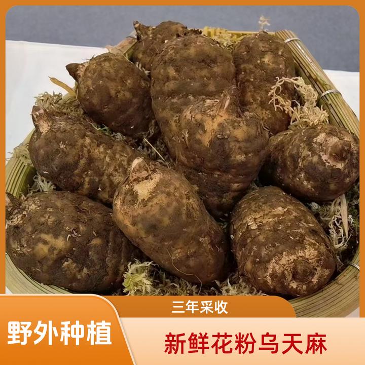 正宗新鲜乌天麻高山老品种云南昭通彝良小草坝产地直发煲汤泡酒斤