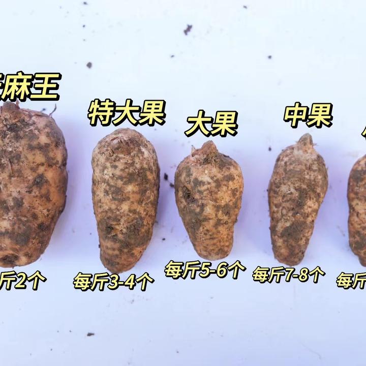 正宗【新鲜乌天麻】  云南昭通彝良小草坝产地直发炖鸡煲汤泡酒营养