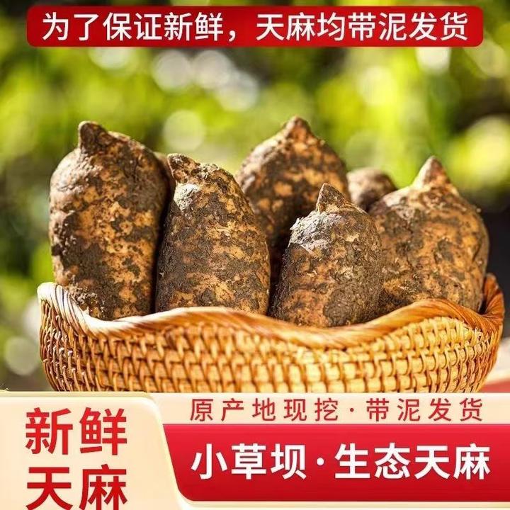 【新鲜乌天麻】云南昭通彝良小草坝高山老品种产地直发炖鸡煲汤泡酒