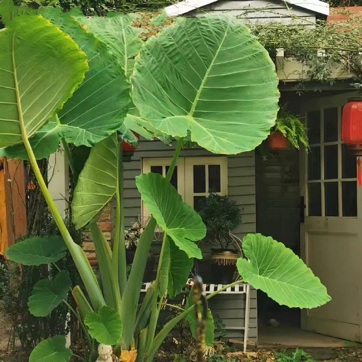22进口东南亚巨型象耳芋可地栽盆栽水培室内室外耐寒抗热观叶绿植