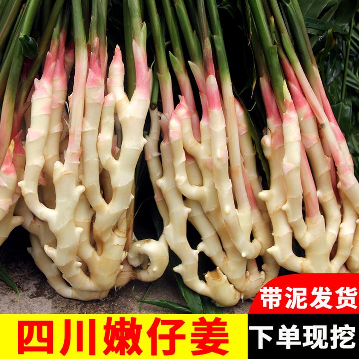 四川嫩姜新鲜嫩仔姜嫩原产地农家现挖竹根姜红芽鲜姜醋泡姜独姜牙