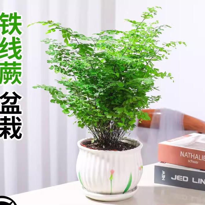 铁线蕨禄植盆栽客厅吸甲醛绿植凤尾蕨铁丝草室内耐寒耐阴蕨类植物