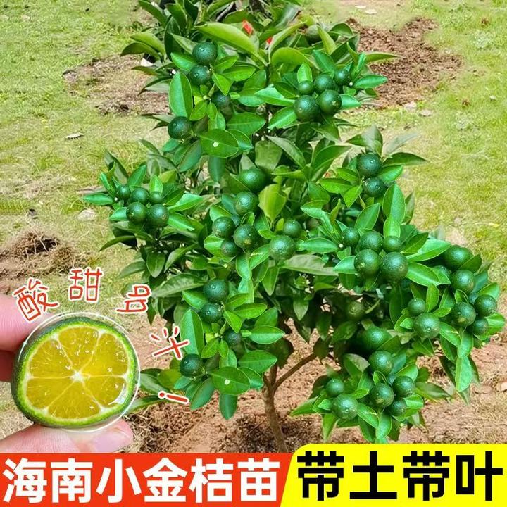 海南青金桔苗嫁接阳台庭院小金桔柠檬树苗盆栽小青柠檬苗带土发货