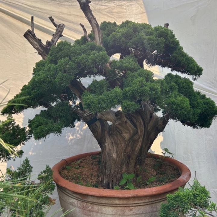 崖柏盆景定金（一物一拍）