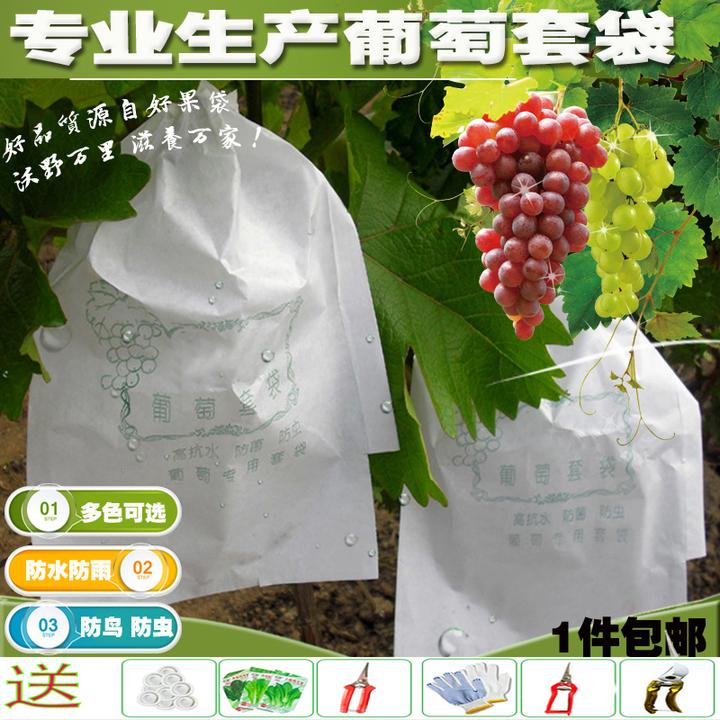 葡萄套袋白色防雨水防鸟虫绿色蓝三色阳光玫瑰套袋加厚芒果枇杷袋