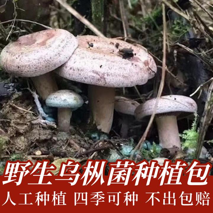 乌枞菌包蘑菇菌种子黄枞菌青碟菌松树菌虫菌菇全国四季人工培植菌