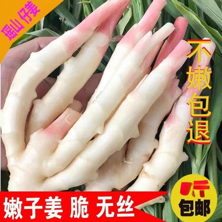 红姜芽新鲜子姜脆嫩姜五指生姜无丝湖南江永香姜子腌制泡菜生姜