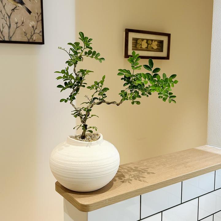意境造型九里香盆栽盆景室内客厅办公室前台桌面观叶趣味花卉绿植