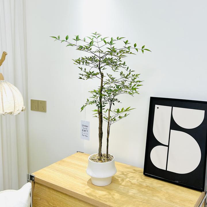 丛林老桩南天竹马醉木盆栽盆景室内客厅办公室前台观叶花卉绿植