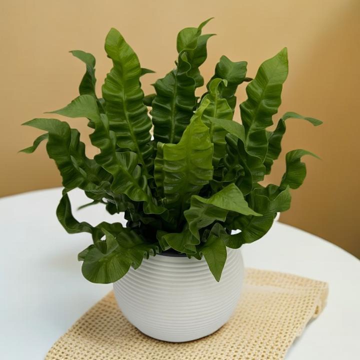 火焰鸟巢蕨蕨类植物观叶的懒人吸水盆室内耐阴好养的盆栽绿植花卉