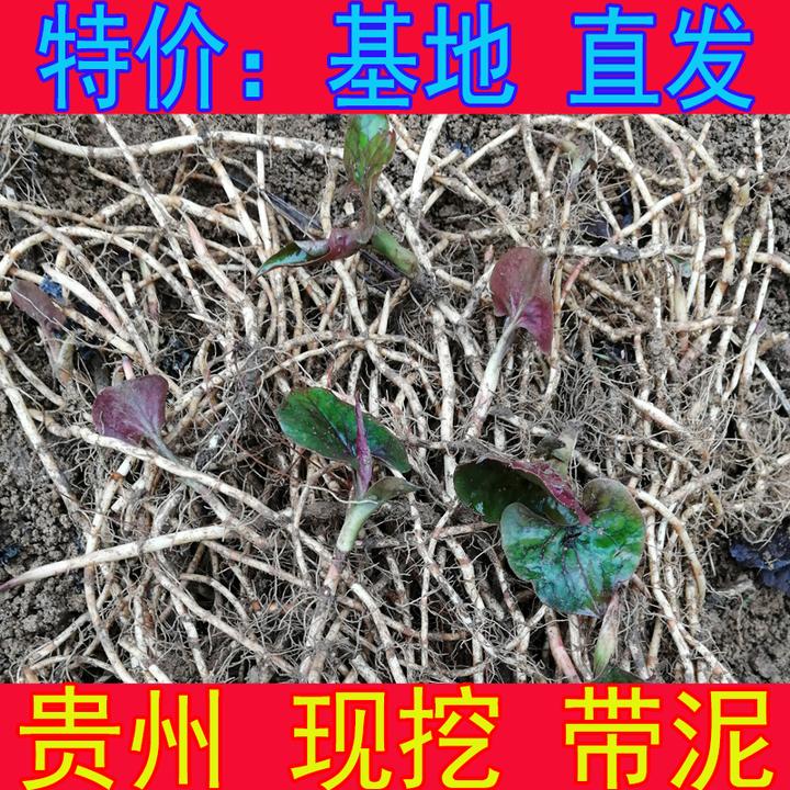 折耳根 鱼腥草 新鲜 鲜货 贵州特产 现挖蔬菜 不洗带泥