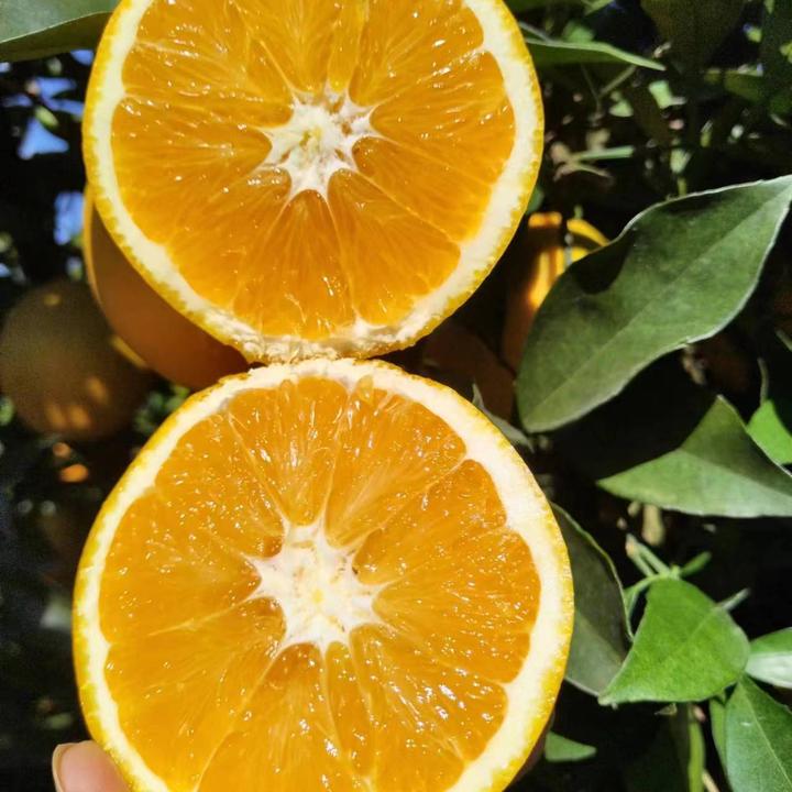 大果江西赣南信丰脐橙新鲜现摘现卖【果园直发】香甜多汁应季水果