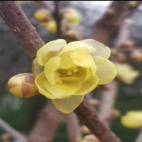 大花素心腊梅绿植浓香型花卉抗冻耐寒耐高温带花苞鲜花好养易活