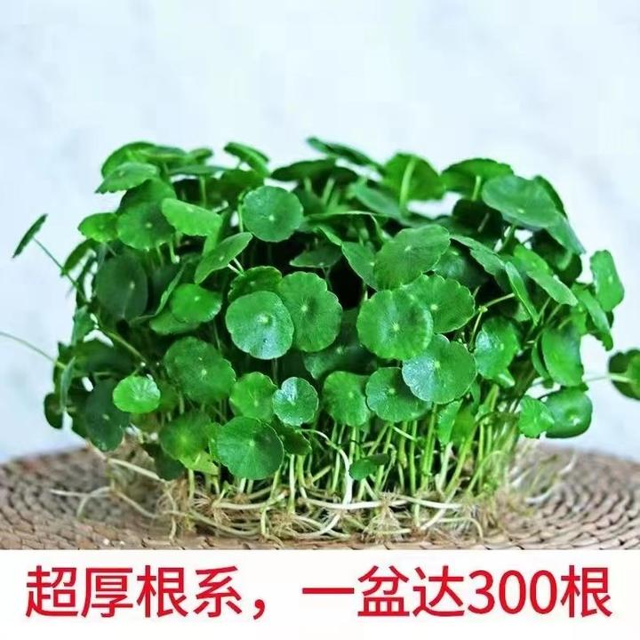 【活动】带叶铜钱草植物办公室内盆栽客厅桌面绿植花卉水养土养