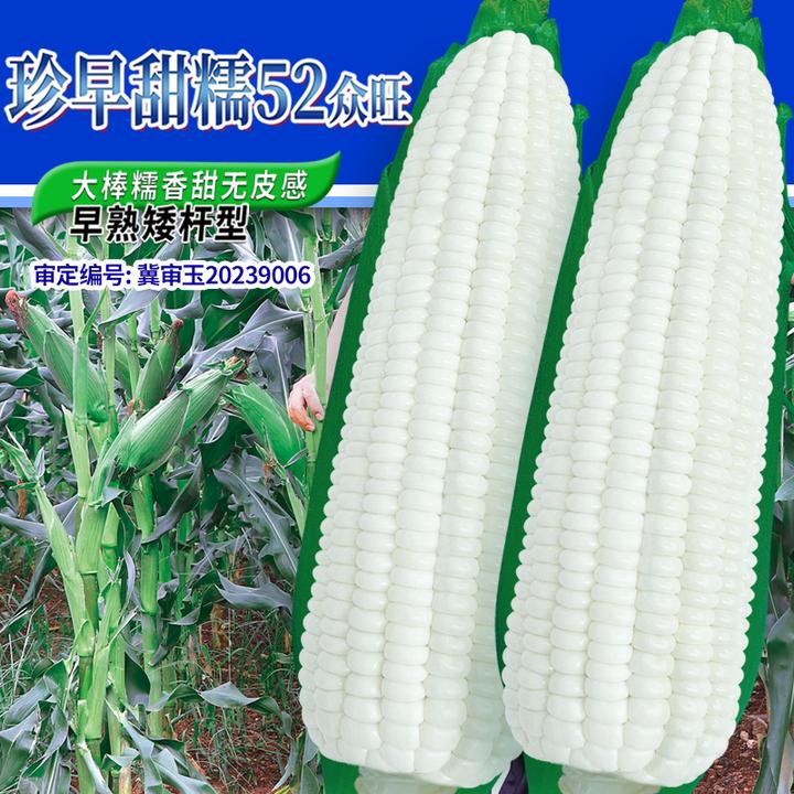 白甜糯早熟矮杆玉米种籽播种甜苞米籽种大全种植高产众旺玉米种子