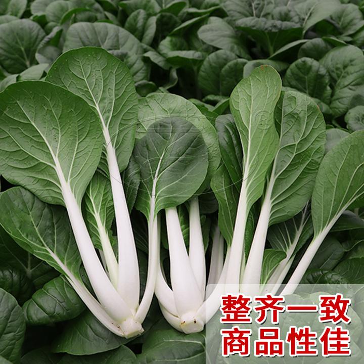 小白菜种子快菜种籽青菜籽种大全四季速生阳台雪妃黑叶小白菜种孑