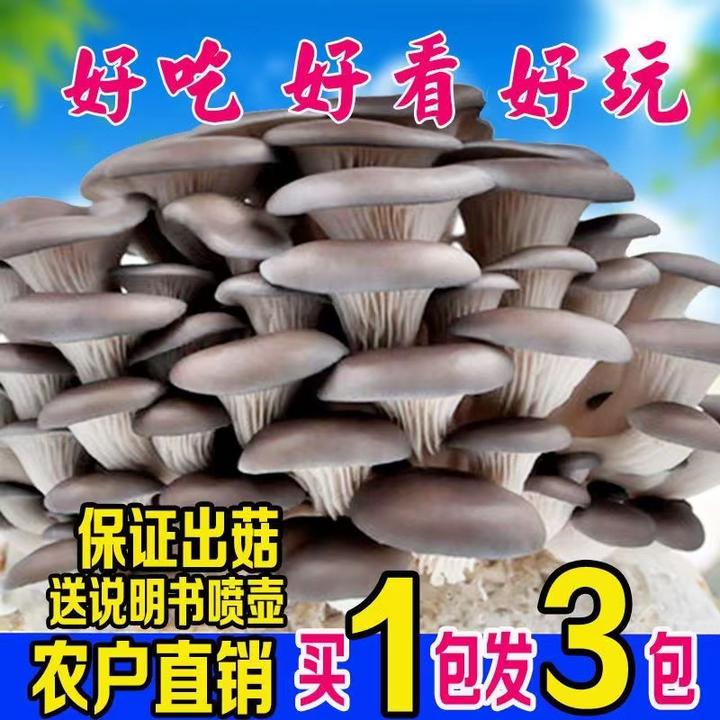 【买一发三】蘑菇菌包蘑菇养植包家庭四季养植菌棒食用菌蘑菇种植包