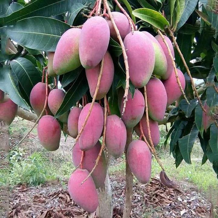 金煌芒大果贵妃芒四季蜜芒凯特芒桂七芒带土带叶发广西顺丰包邮