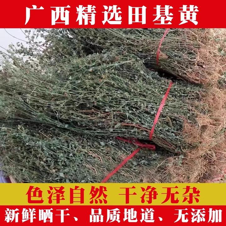 田基黄广西野生整棵地耳草黄花草崔舌草干货田基王50g-500g包邮