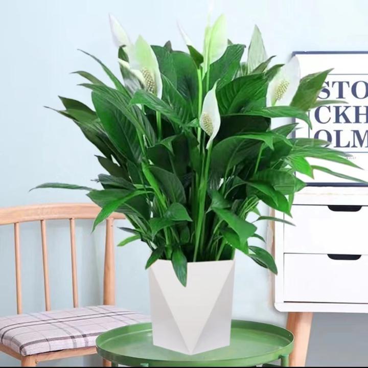 大盆白掌一帆风顺水培土培绿植盆栽室内植物花卉客厅观叶净化空气