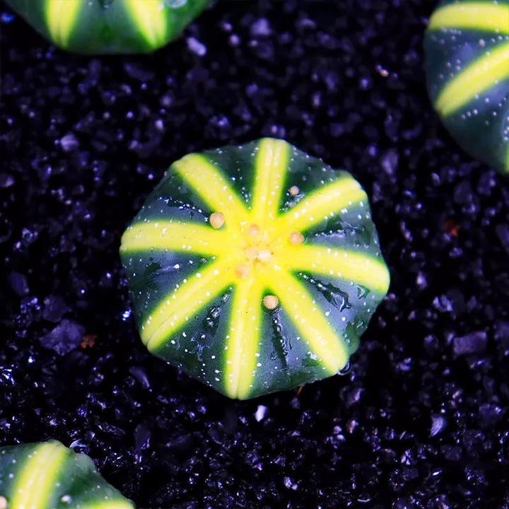 开花星兜锦多肉植物盆栽西瓜球肉肉套餐仙人球五角鸾凤玉绿植花卉