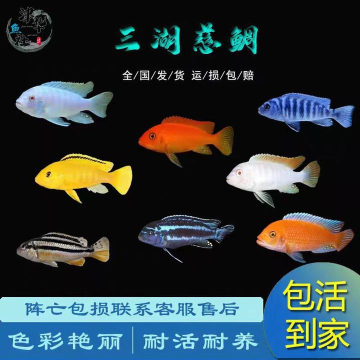 热带观赏鱼小型三湖慈鲷自然发色鱼孔雀岩栖六间小丑勾鼻热带鱼