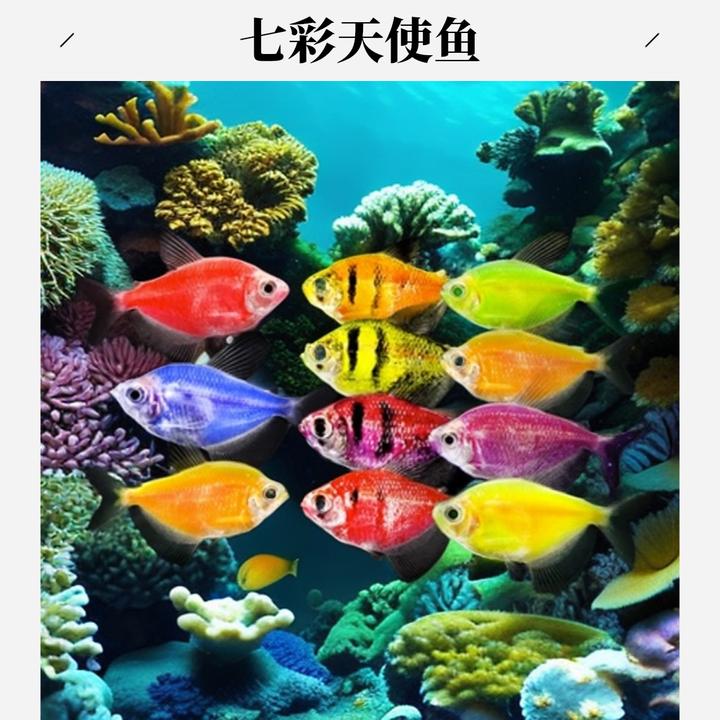 8.31天使鱼糖果色天使拉拉鱼活体观赏鱼热带鱼活鱼小型鱼混养