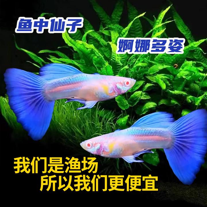 精品蓝白天空蓝孔雀鱼活体活鱼热带鱼高端孔雀鱼观赏鱼