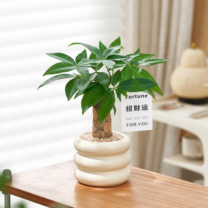 发财树小盆栽室内植物办公室桌面装饰摆件客厅招财绿植净化空气