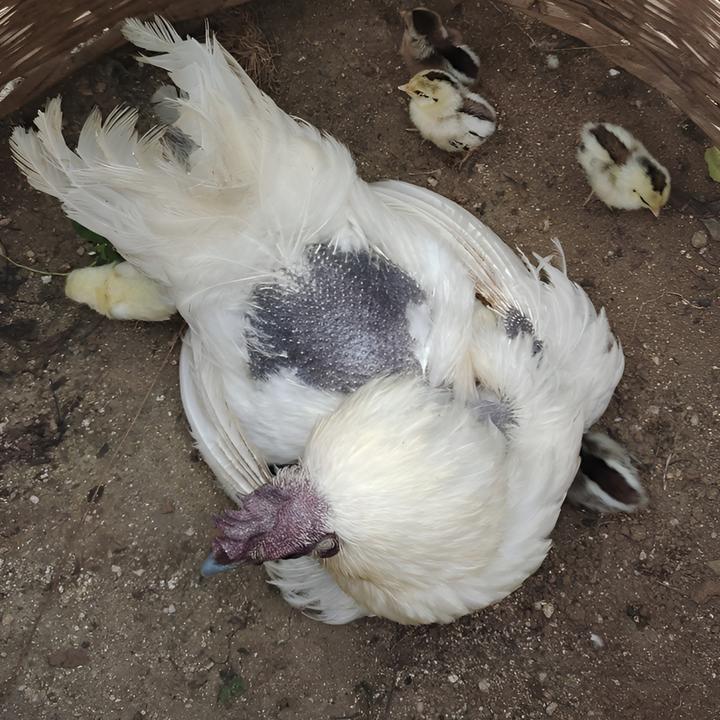 抱窝老母鸡农家自养顺丰发货