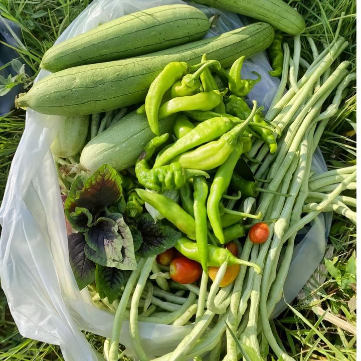 农家肥蔬菜礼盒自种时令蔬菜包上海青红菜苔茼蒿菠菜白菜大蒜薤白