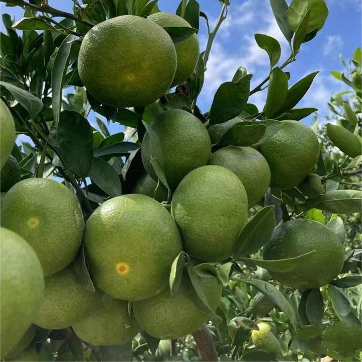 蜜桔树苗日南一号青皮蜜桔苗嫁接橘子树苗地栽南北方种植当年结果