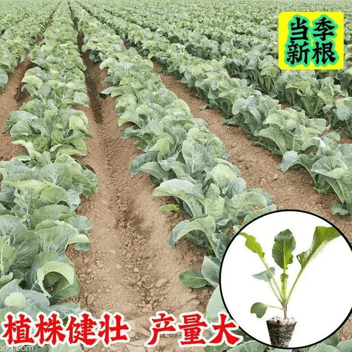 花菜秧（苗）高产抗病青梗花椰菜露天种植优质蔬菜苗南北阳台种植