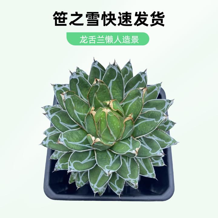 笹之雪龙舌兰沙生造景懒人植物 厂家直销 正品 精品  正宗