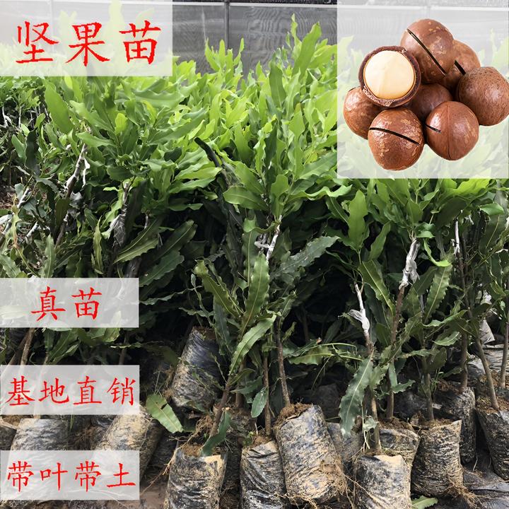 铭焕园林澳洲坚果苗夏威夷果树苗嫁接桂热一号苗盆栽地栽带土发货