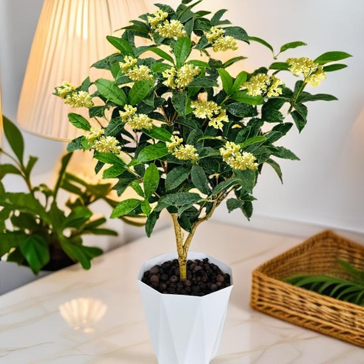 四季桂花盆栽 开花带香味 种好露天庭院耐寒盆栽花卉植物阳台基地