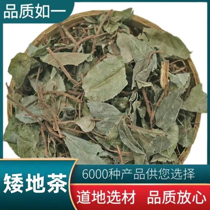 中药材新鲜精选矮地茶别名：平地木、不出林、紫金牛、叶底珠、叶下红