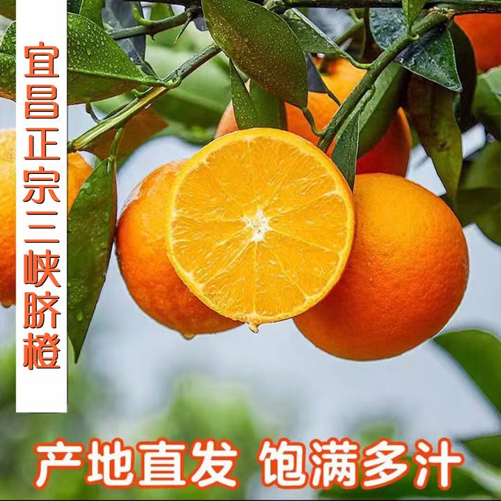 【丹丹家专属】正宗宜昌三峡纽荷尔脐橙优选当季新鲜甜橙香甜多汁
