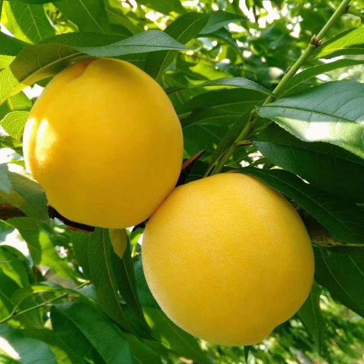 黄金冠黄桃苗 晚熟黄桃品种