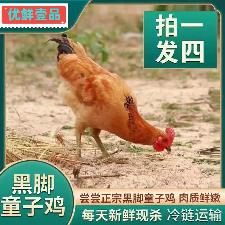 【买1发4】共4只放养黑脚童子鸡净膛发货单只净重1.4-2斤